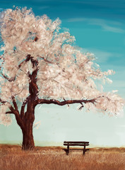 bench in the field under the sakura tree
