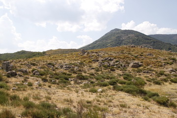 Maquis dans les C&eacute;vennes 