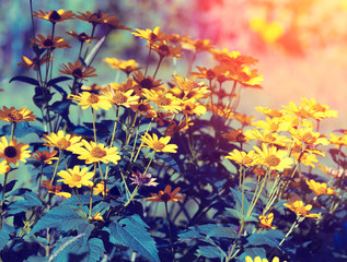 Obraz na płótnie Canvas Vintage flower background at sunset light