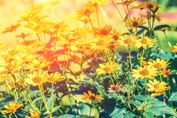 Fototapeta na wymiar Vintage flower background at sunset light