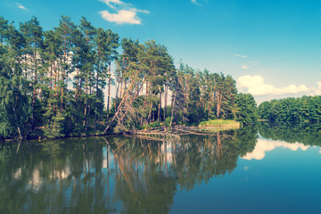 Obraz premium View of the calm lake in the forest. Pines fell into the water. Beautiful wilderness