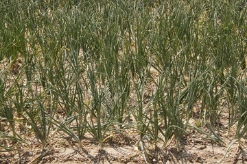 Oignons doux dans un champs, C&eacute;vennes