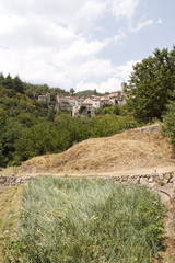 Champs d'oignons doux &agrave; Saint Andr&eacute; de Majencoules, C&eacute;vennes	