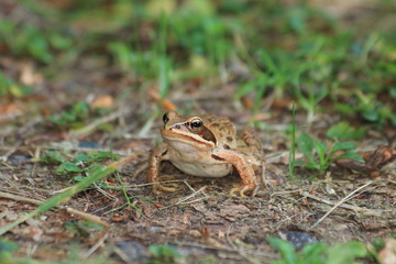 Grasfrosch