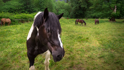 Brown horse in a pasture, with horses in the background.