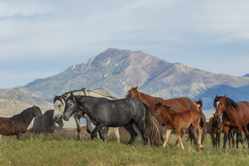 Fototapeta na wymiar Majestic Wild Horses in Utah in Summer