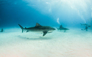 Fototapeta premium Tiger shark at Tigerbeach, Bahamas