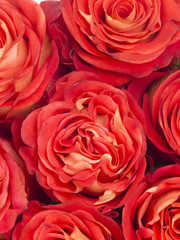 vertical background of red roses