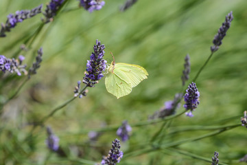 papillon . Le Citron