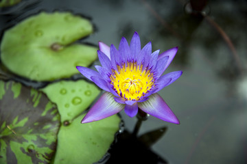 Blühende Seerose in blau violett