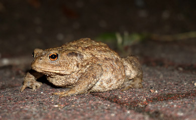 Kröte toad adobe stock Krötenwanderung