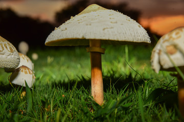 Large white mushroom with sun setting in background