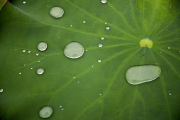 Lotusblatt mit abperlenden Wassertropfen (Lotuseffekt)