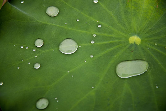 Lotusblatt mit abperlenden Wassertropfen (Lotuseffekt)
