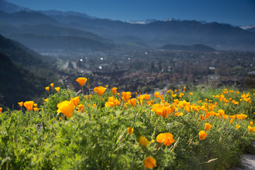 Wild flowers and the hills