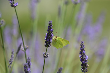 papillon . Le Citron