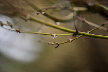 Little drop on nude branch