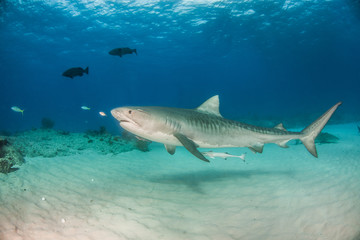 Tiger shark at Tigerbeach, Bahamas