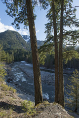 Fototapeta na wymiar River flowing through forest, Nairn Falls Provincial Park, Whistler, British Columbia, Canada