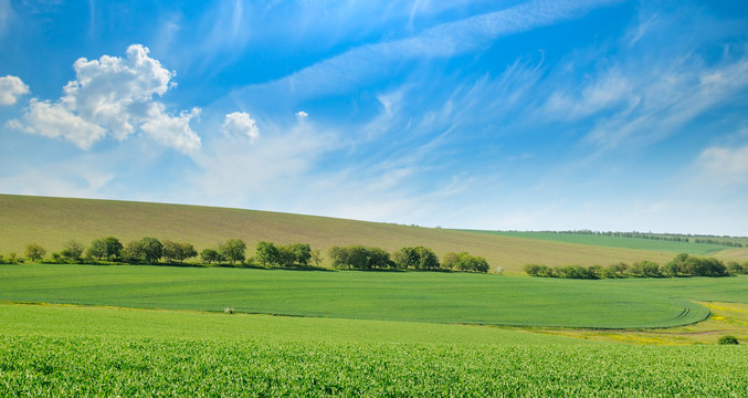 Green field and blue sky with light clouds. Wide photo .