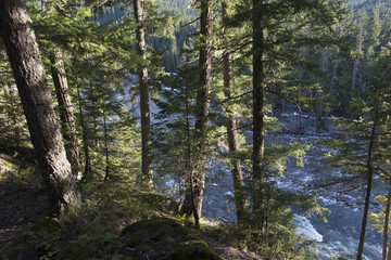 River flowing through forest, Nairn Falls Provincial Park, Whistler, British Columbia, Canada
