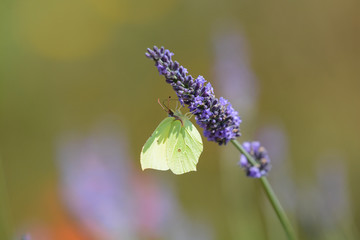 papillon . Le Citron 