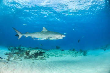 Fototapeta premium Tiger shark at Tigerbeach, Bahamas
