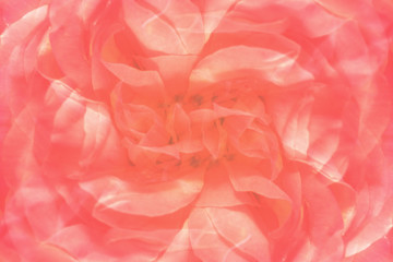 Abstract festive background of rose petals.