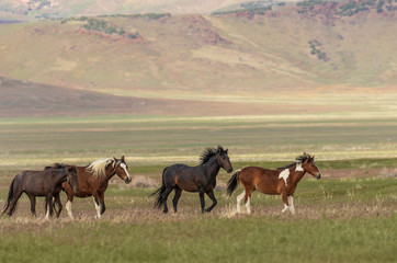 Fototapeta na wymiar Majestic Wild Horses in Utah in Summer