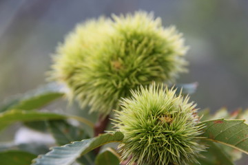Châtaignes des Cévennes 