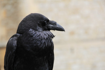 Raven