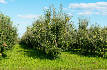 Obraz premium apple orchard on a sunny day