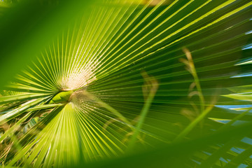 Green palm leaf background. Tropical trees theme.