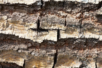 Old Wood Bark Tree Texture Background Pattern