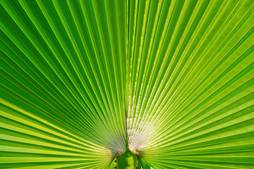 Fototapeta premium Green palm leaf background. Tropical trees theme.