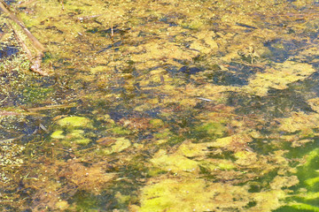 Green and orange algae on the river. Pollution of the environment.