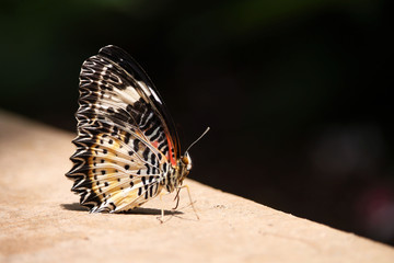 White Peacock Butterfly