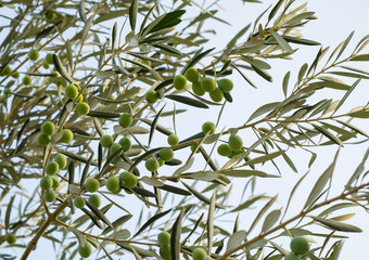 Fototapeta premium Beautiful green olive tree branch.