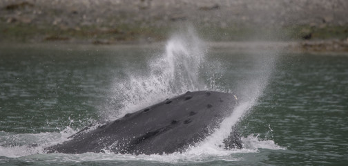 Lunge Feeding Humpback Whale