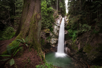 Waterfall in a evergreen forest with ferns and a tree in the foreground at Casacade Falls, Mission, BC.