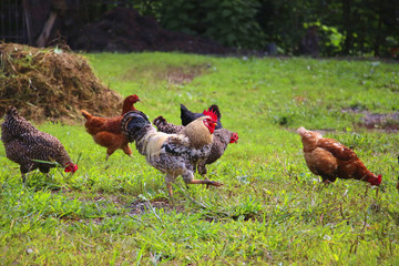 Cock among chickens on a background of green grass in the garden
