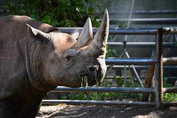 Tiere