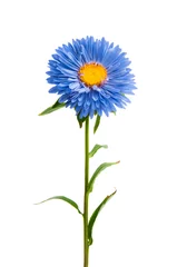 Foto auf Acrylglas Blumenladen blaue Aster isoliert