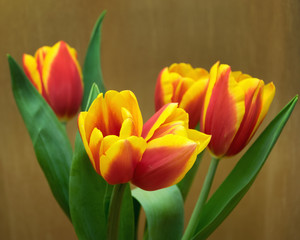 Red yellow tulips. Double Bud