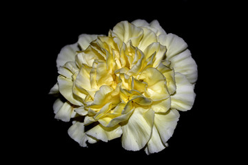 White yello carnation. Dianthus