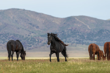 Majestic Wild Horses in Utah in Summer