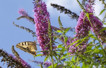 fiori a pannocchia della pianta Buddleja davidii (pianta delle farfalle) con farfalla Papilio machaon (macaone)
