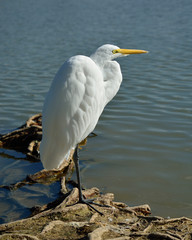 An Egret