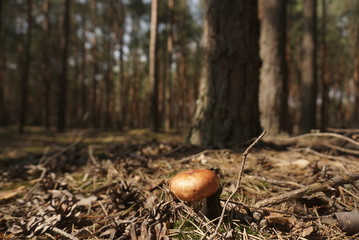 pink cap of ripe raw milk in the woods 
