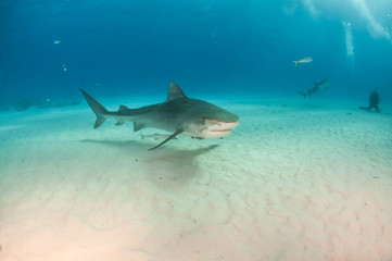 Tiger shark at Tigerbeach, Bahamas